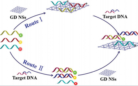 Adv. Mater.:多层石墨炔纳米片应用于多路复用的实时DNA检测