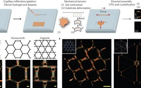 Nature子刊：仿生分层材料直接自组装可控制纳米纤维形态