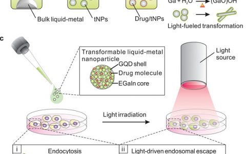 Nano Lett.:以光为燃料的液态金属变压器增强内胞脱离