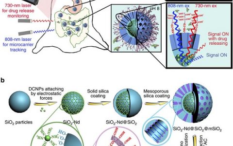 Nature 子刊:近红外二区荧光成像实现口服给药微载体在活体胃肠道内药物释放的监控