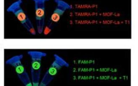 南京大学NPG Asia Materials:基于镧系的纳米MOF用于活体细胞内腺苷的双色荧光传感器