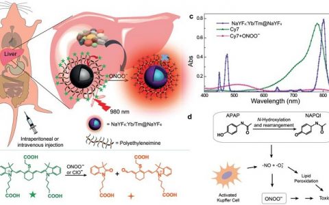 Angew. Chem. Int. Ed.: 发色团共轭的上转换纳米颗粒实时监控体内的肝毒性