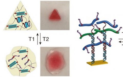 Itamar Willner教授Acc. Chem. Res.最新综述:基于DNA的刺激响应水凝胶:从基本原理到应用
