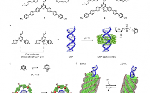 Nature子刊:DNA表面的组装实现大批量DNA螺旋构象的转换
