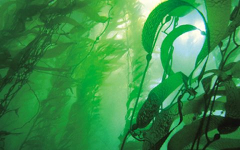 学术干货|失血患者的福音——以壳聚糖/海藻酸盐为基础的新型止血材料