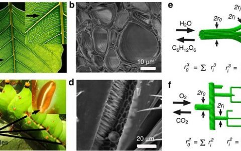 Nature子刊:基于Murray定律设计仿生材料——有效提高材料物质传递和反应活性