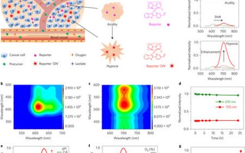南京大学蒋锡群Nature Biomedical Engineering:肿瘤成像光学探针领域新进展!