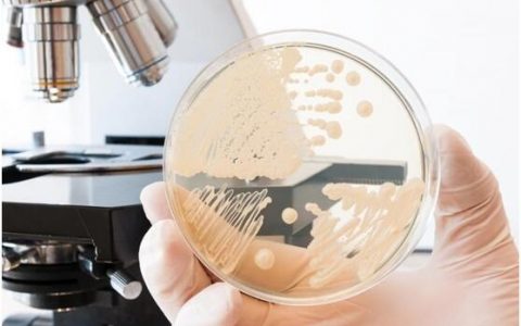 自我维持细菌电池有望在未来能源供给中发挥重要作用