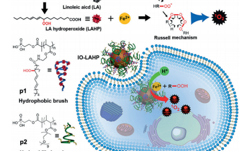 陈小元Angew. Chem. Int. Ed.：脂质过氧化氢纳米颗粒中产生的活性单线态氧用于癌症治疗
