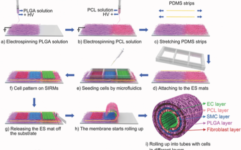 科技资讯写作大赛 | 蒋兴宇Adv. Mater.：微流控技术构建尺寸结构自调节人工血管