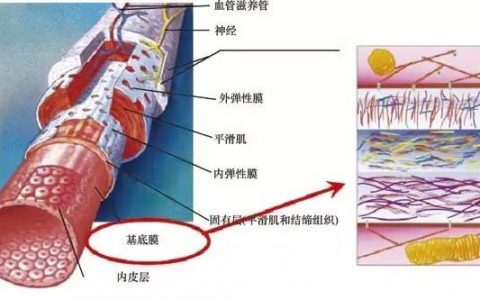 连接生命的桥梁——心血管医用材料