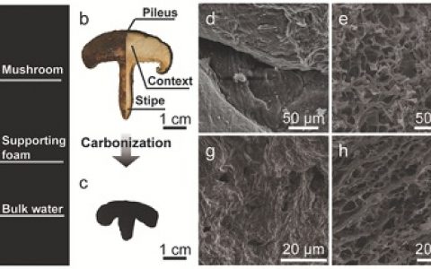 南京大学Adv. Mater. ：天然和碳化蘑菇用于高效太阳能蒸汽发生装置
