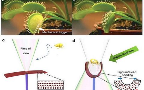 芬兰坦佩雷理工大学科学家：研制人工“捕蝇草”