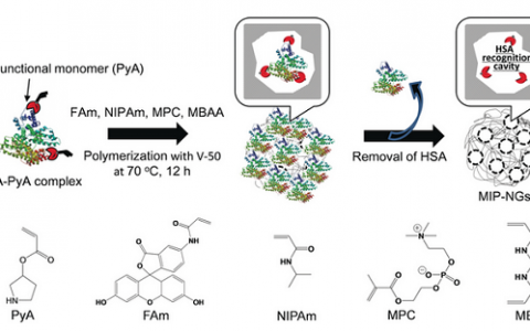 Angew. Chem. Int. Ed.:分子印迹纳米凝胶通过天然蛋白掩饰自身,从而在原位上获得“隐形”