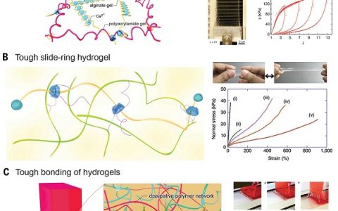 Science最新综述：工程水凝胶的研究进展