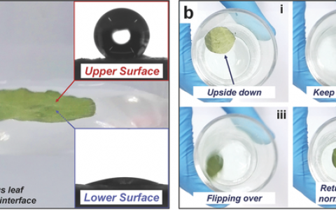 江雷Adv. Funct. Mater.：仿生荷叶-超亲水表面与超疏水表面结合的Janus界面材料