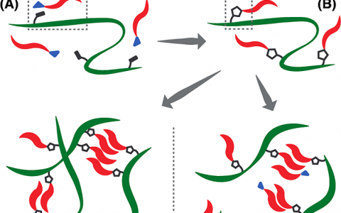 JACS：具有自修复及自组装功能的β-片多肽-γ聚谷氨酸杂化水凝胶