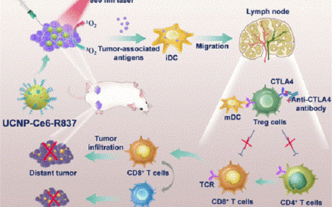 ACS Nano：近红外引发光动力疗法以及多任务式上转化纳米粒子结合封锁检测点对结肠直肠癌的免疫治疗