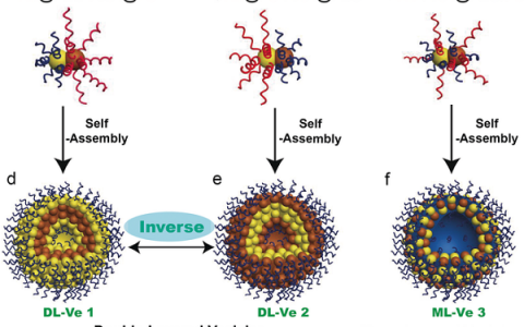 陈小元Angew. Chem. Int. Ed.：通过自组装Janus两性金属铁（II，III）氧化物纳米粒子的双层等离子体磁性囊泡