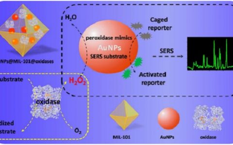南京大学ACS Nano：模拟酶活性！用金纳米颗粒检测组织中的生物分子！