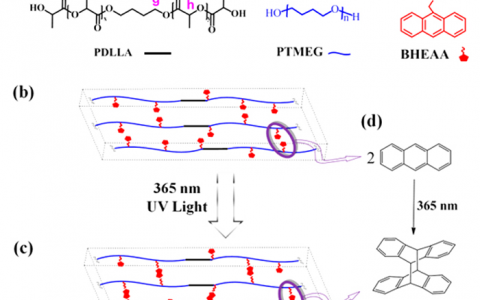 四川大学Macromolecules: 成功制备具有温控可调双向形状记忆效应的交联网状聚合物