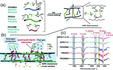 哈工大邵路团队EES封面:二氧化碳捕集半互穿网络超级分离膜