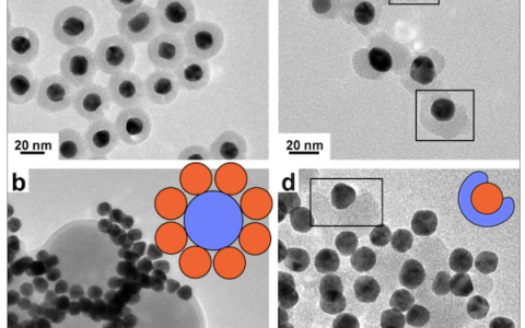 ACS Nano：Au纳米颗粒上自组装单层的纳米相分离