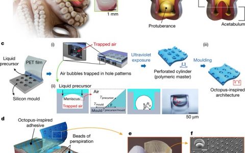Nature重磅:受章鱼吸盘突触启发最新研制防水粘合贴片