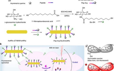 Nat. Commun. 双重刺激响应的可逆探针用于肿瘤的精准靶向诊疗