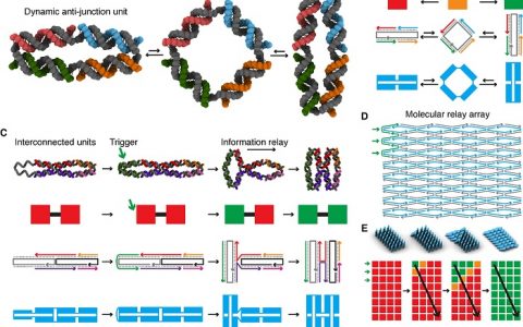 上海交大宋杰课题组与美国研究人员合作在Science上发表DNA分子机器相关成果
