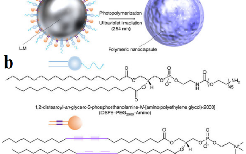 Nat. Commun.：低毒纳米液态金属材料用于集药物控释、光热治疗、光动治疗、抑制钙通量和光声成像