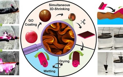 ACS Nano:利用仿大脑皮层折叠的氧化石墨烯实现超大形变致动器