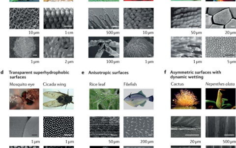 江雷院士Nature子刊最新综述:超润湿系统