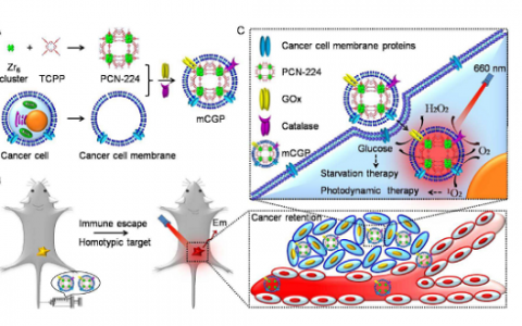 武汉大学张先正ACS Nano：用于癌症定向饥饿和光动力学疗法的膜修饰级联反应器
