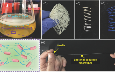 Adv. Mater.： 超强超硬纤维素纳米纤维