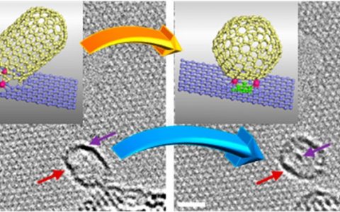 苏州大学 Nano Letters：原位电子驱动的碳纳米棒-富勒烯转变