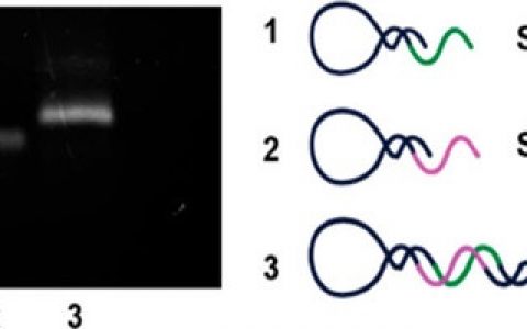 湖南大学谭蔚泓院士团队JACS:环形适体—体内癌症诊断和治疗的重大进展