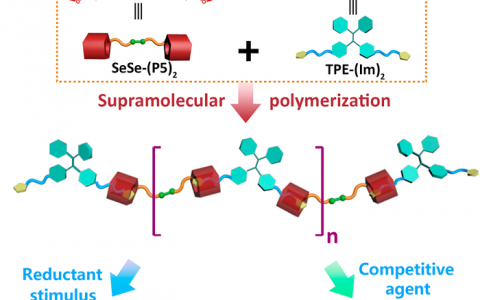 Macromolecules： 基于硒桥的柱-[5]芳烃二聚体和AIE活性四苯乙烯构建的具有双重刺激响应性能的荧光超分子聚合物