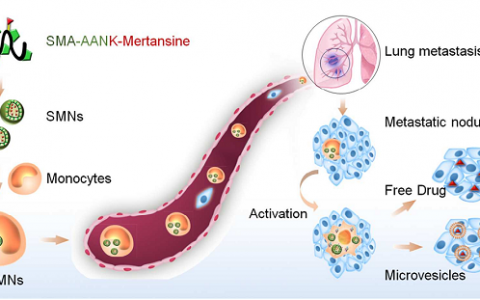 中科院上药所Nano Lett.:靶向智能释药治疗乳腺癌肺转移