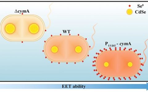 中科大李文卫和俞汉青J. Am. Chem. Soc.:通过调节细胞外电子转移来定向制造纳米颗粒