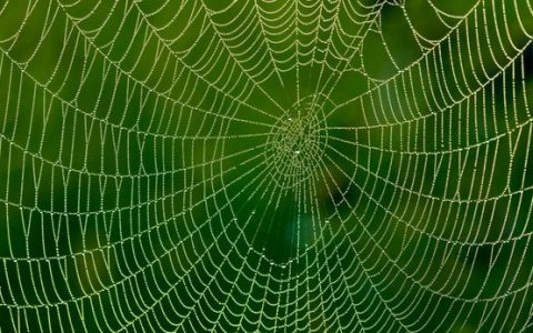 吃了石墨烯，吐出超强丝