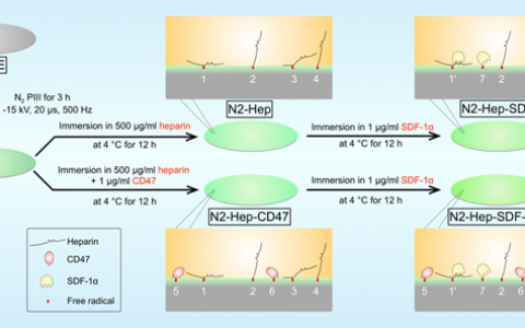 中科院深圳先进院：生物医用高分子材料表面改性领域获进展