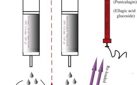 中科院新疆理化所阿吉艾克拜尔·艾萨和刘照胜课题组：二维分子印迹固相萃取技术纯化石榴皮单宁