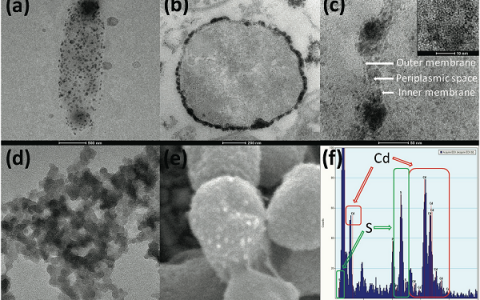 Adv. Energy Mater: 表面沉积有纳米硫化镉颗粒的大肠杆菌在可见光下可显著提升生物产氢量