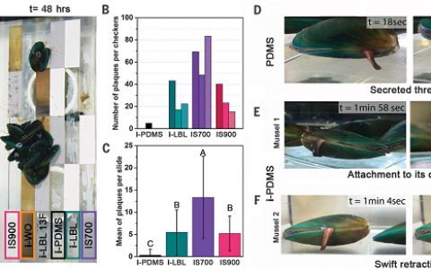 Science ：神奇的注入型润滑剂材料让贻贝不再“粘人”