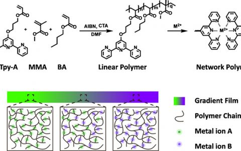 浙江大学Angew. Chem. Int. Ed.：具有梯度热塑性的金属配位超分子形状记忆聚合物