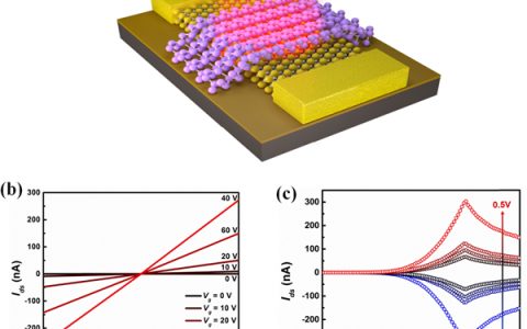 华中科技大学叶镭 Nano Energy：基于黑磷-二硒化钨光栅垂直异质结的高灵敏偏振红外探测器