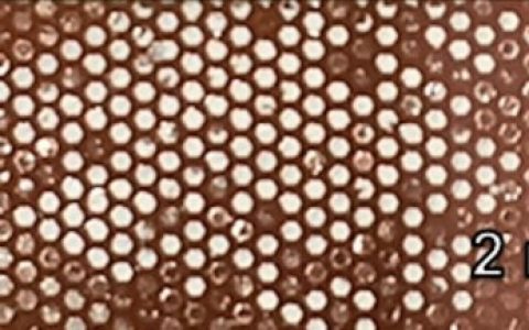 新式太阳能电池——昆虫复眼