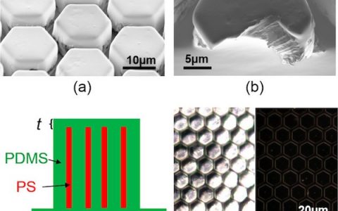ACS Nano：模仿树蛙脚垫，设计黏附结构