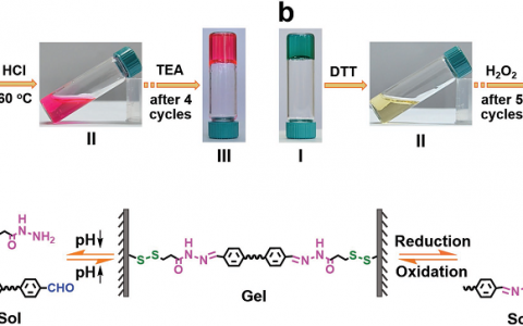 Adv. Funct. Mater：用于控制释放和3D细胞培养的高效自愈合和双重响应性纤维素基水凝胶